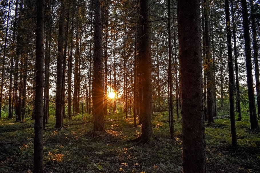 Green Leafed Trees Taken at Sunset, conifer, environment, fir trees HD wallpaper