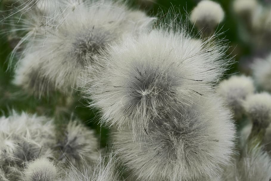 bergamo, flowers, close-up, no people, plant, dandelion, softness HD wallpaper