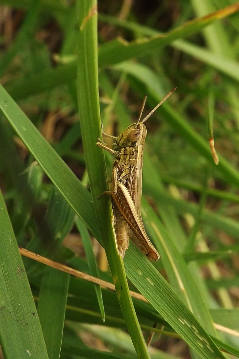 grasshopper, insect, meadow, invertebrate, animal, animal themes HD wallpaper
