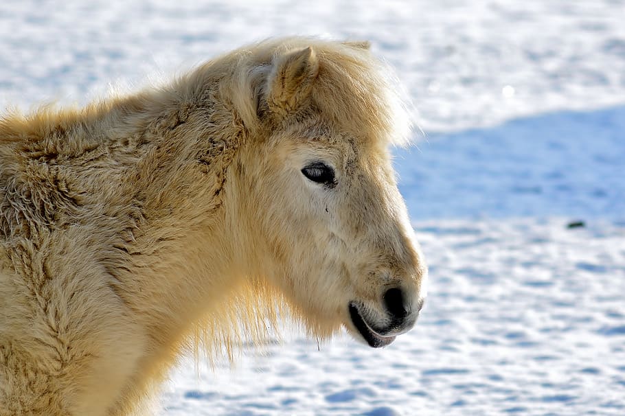 pony, winter, snow, cold, coupling, animal, animal themes, mammal HD wallpaper