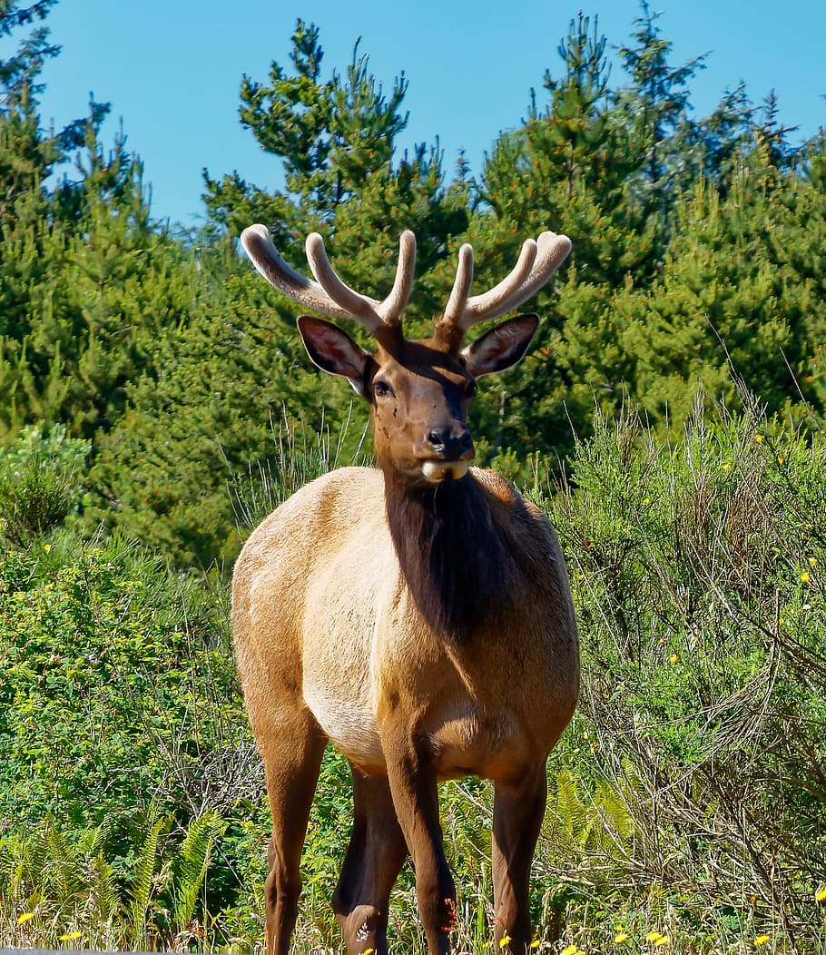 brown deer, wildlife, animal, mammal, elk, fort stevens, warrenton HD wallpaper