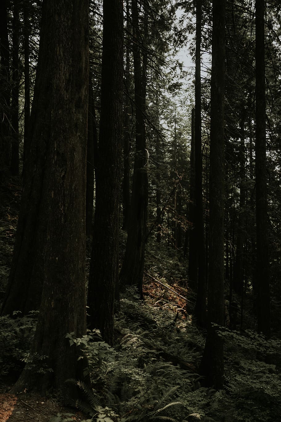 forest, tree, land, plant, woodland, trunk, tree trunk, tranquility HD wallpaper