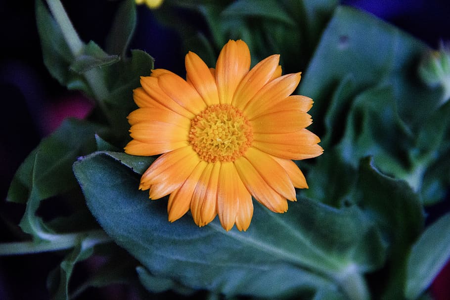 orange, flower, macro, bloom, petals, nature, yellow, flowers HD wallpaper