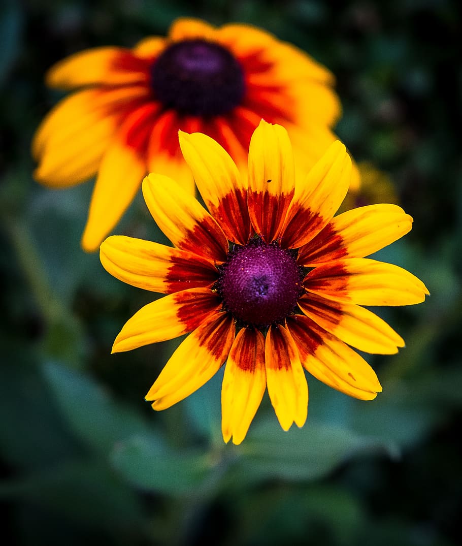 flower, bloom, yellow, red, brown, green, blossom, spring, summer HD wallpaper