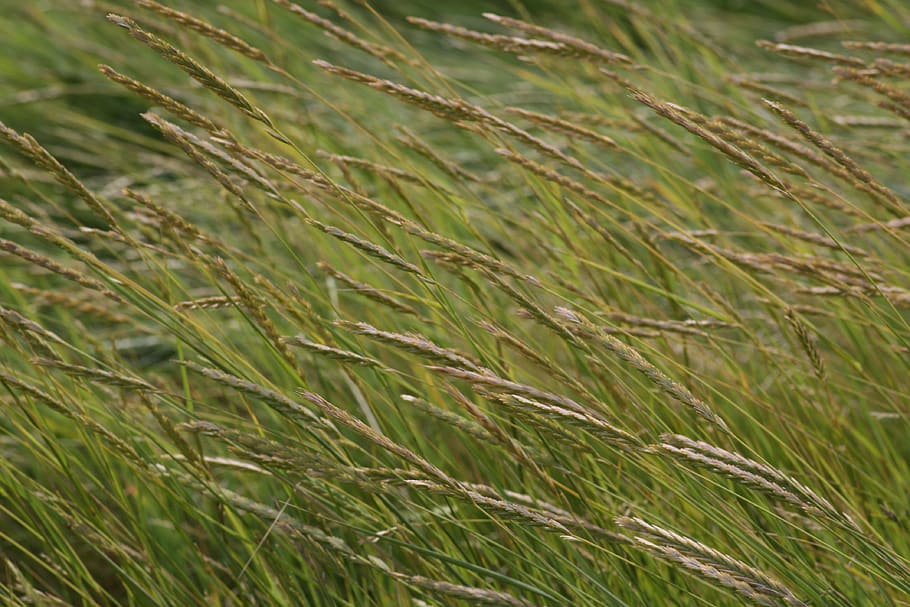 wind, grass, meadow, landscape, plant, nature, growth, field HD wallpaper