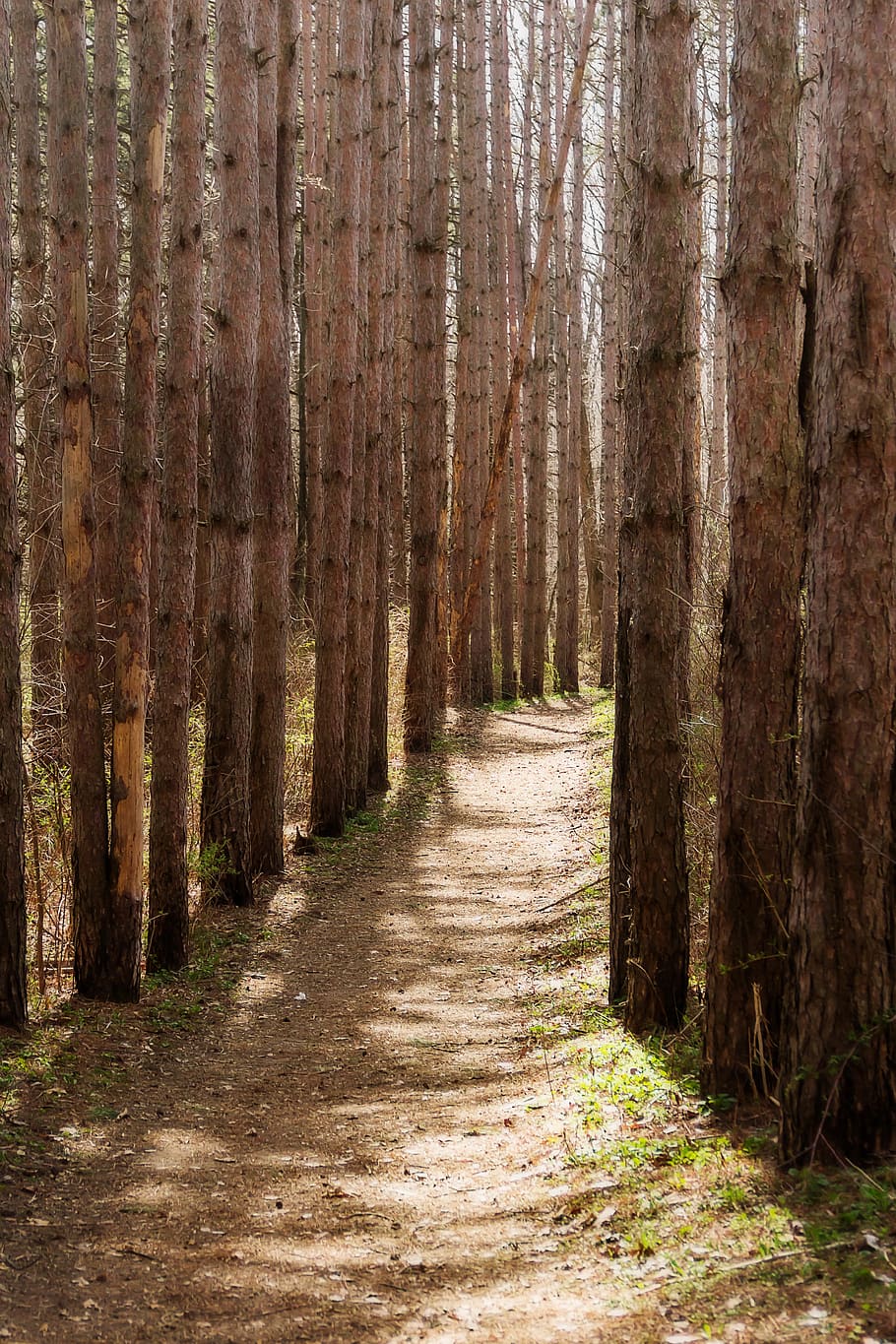 pines, path, forest, hiking, landscape, tree, trail, outdoor HD wallpaper