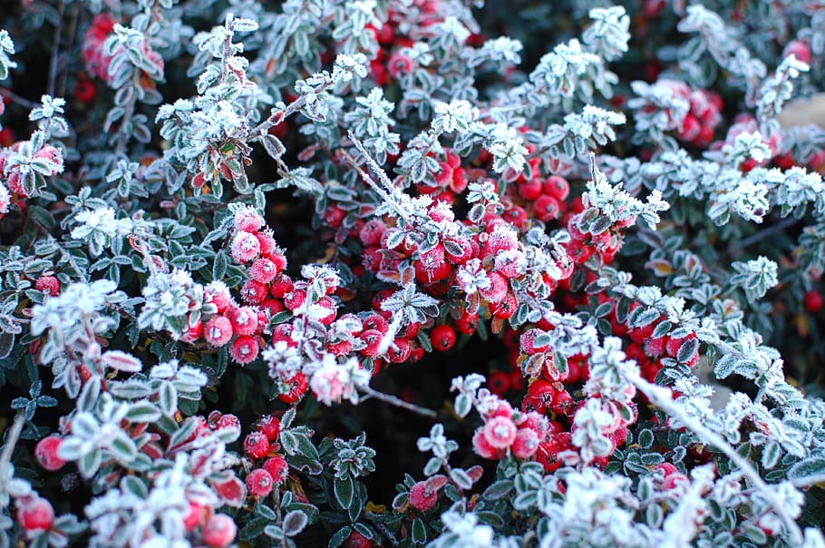 united kingdom, stafford, frost, berries, winter, cold, plant, HD wallpaper