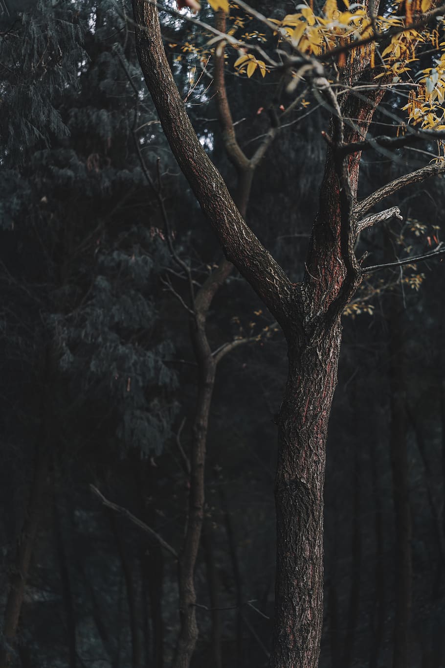 green-leafed trees, plant, tree trunk, outdoors, nature, animal HD wallpaper