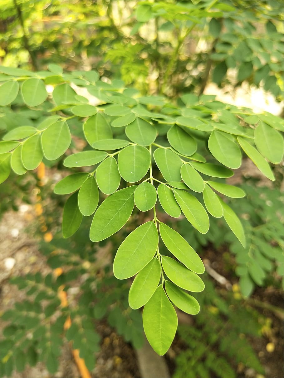 Hd Wallpaper Moringa Oleifera Drumstick Tree Superfood Miracle Plant Wallpaper Flare