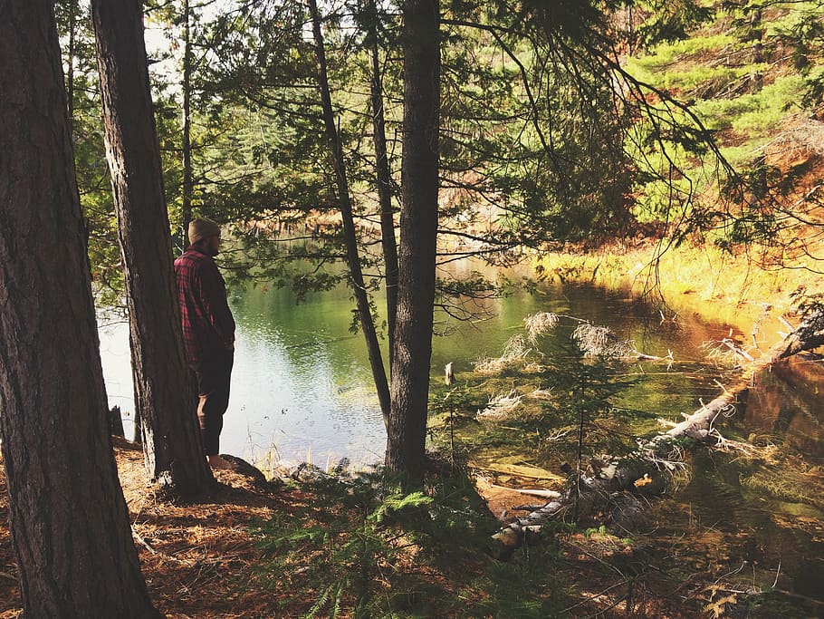 forest, love, trees, woods, logs, water, lake, nature, neature HD wallpaper