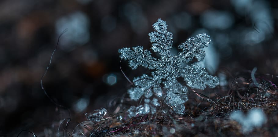 Macro Photography of Snowflake, blur, close-up, cold, crystal