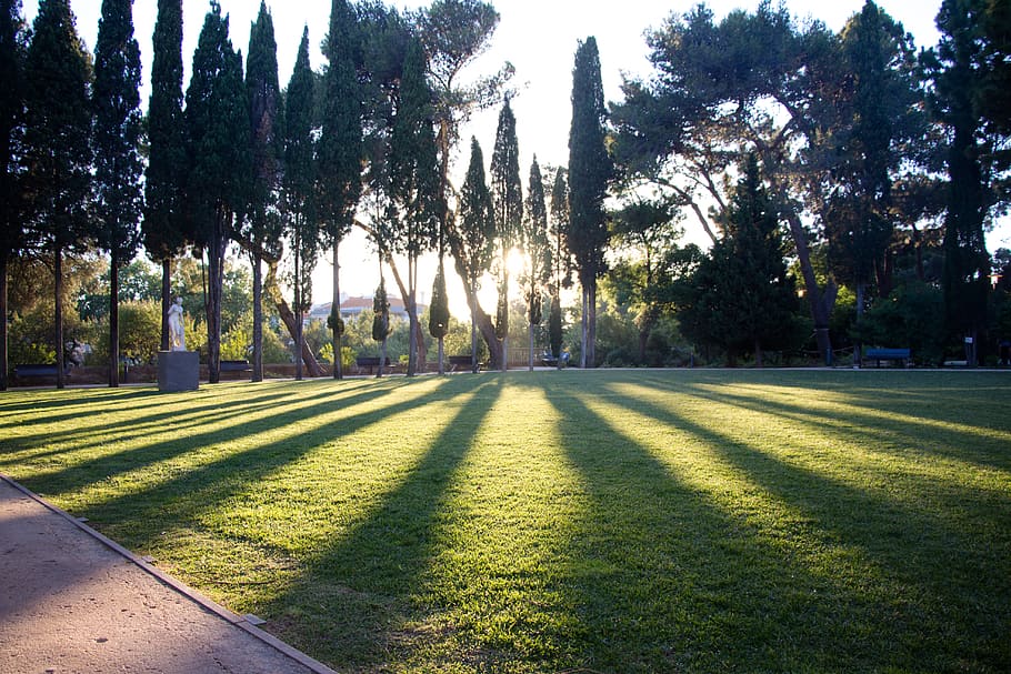 sun, sunset, trees, grass, forest, statue, park, plant, sunlight HD wallpaper