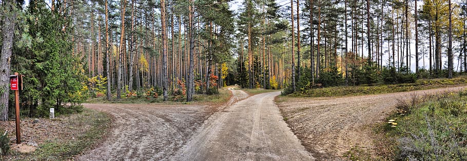 way, forest, road, tree, landscape, autumn, plant, transportation HD wallpaper