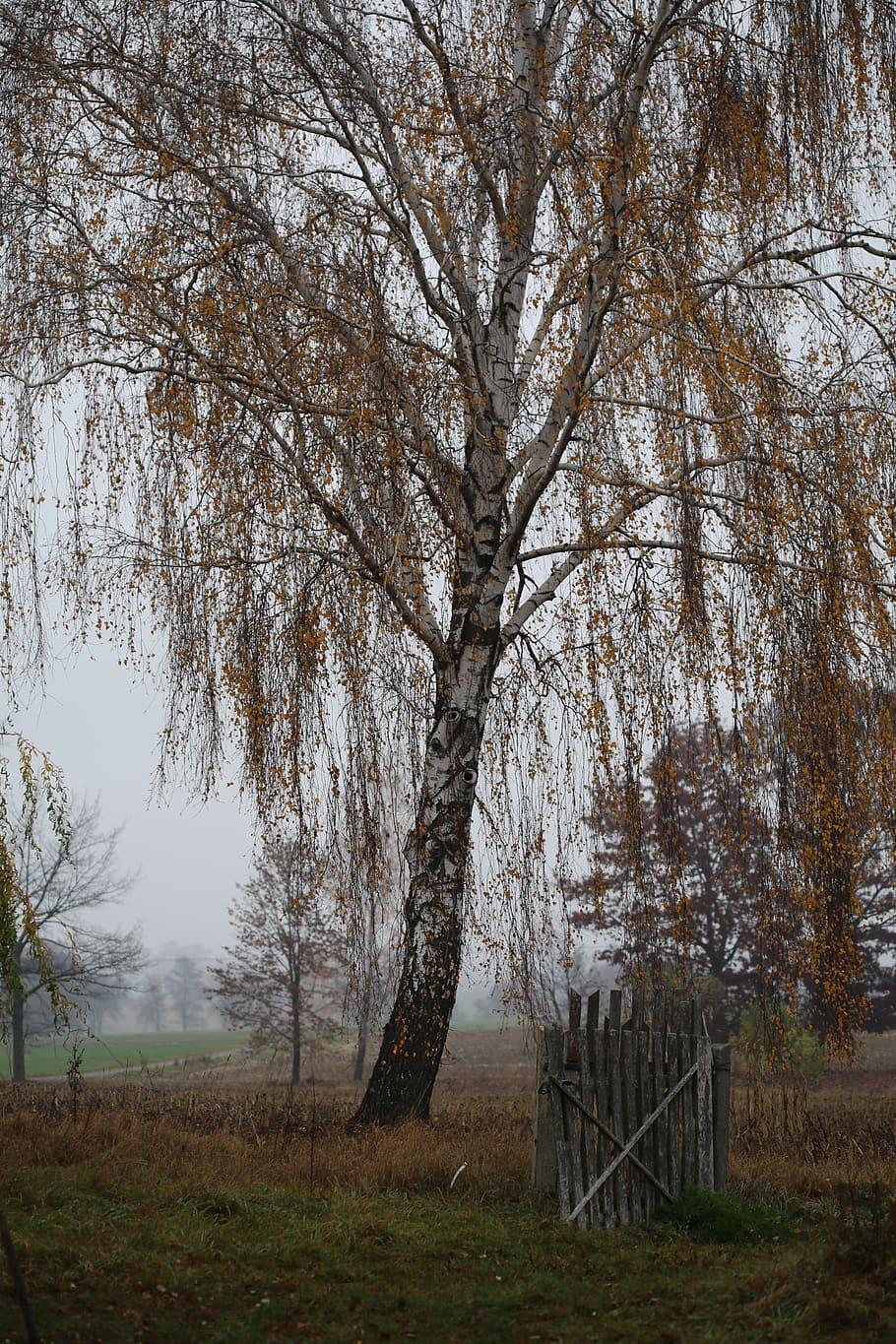 autumn, birch, landscape, tree, plant, tranquility, beauty in nature HD wallpaper