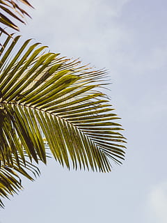 palm tree leaves, summer, plant, leaf, arecaceae, tropical, flare HD wallpaper
