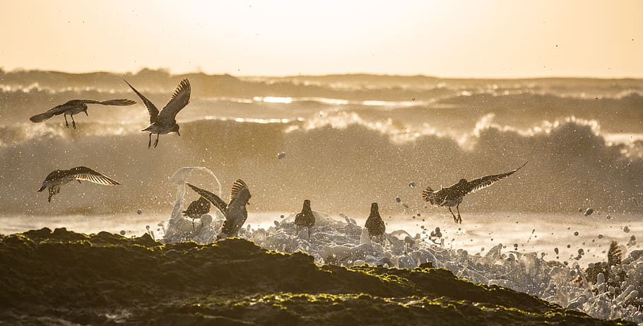 bird, birds, ocean, fly, splash, speed, time, sunset, waves HD wallpaper