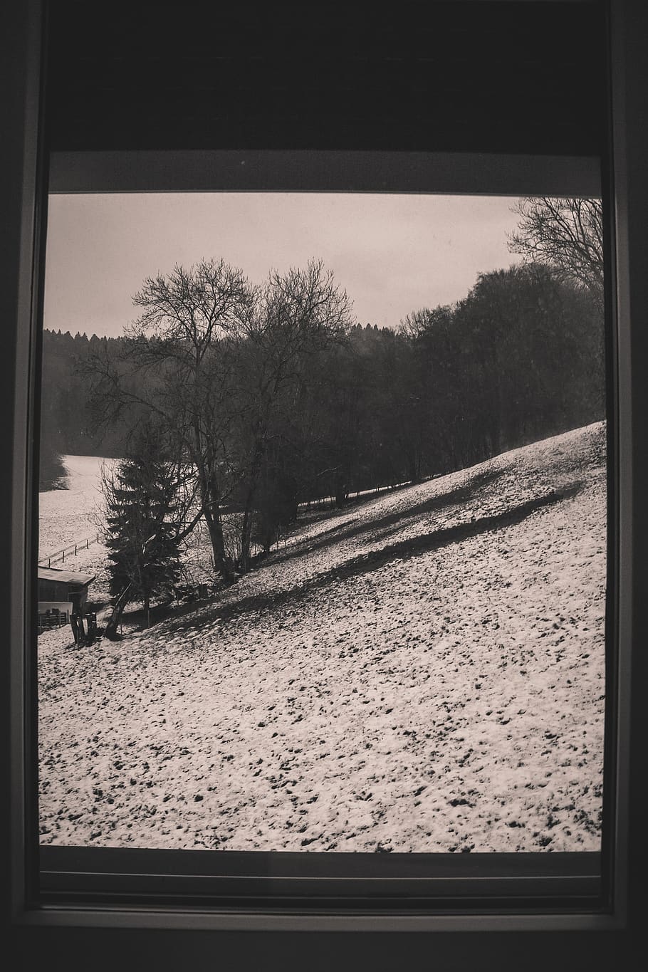 indoor, windows, looking outside, snow, woods, tree, plant HD wallpaper