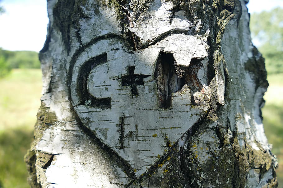 C + M Heart Embossed on Three, bark, birch forest, branch, decay HD wallpaper