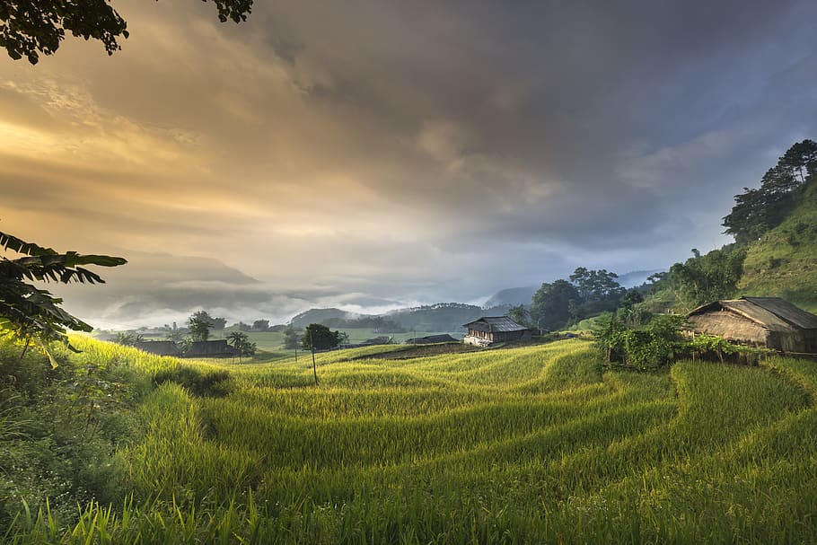 House Surrounded by Rice Field, agriculture, close-up, clouds