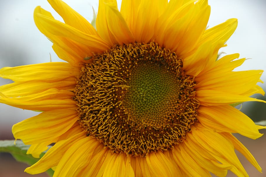 sunflower, yellow, petal, flower head, freshness, flowering plant HD wallpaper