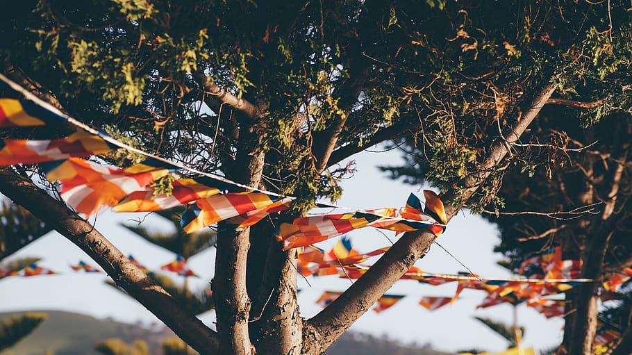 flags, tree, branch, plant, nature, growth, focus on foreground HD wallpaper