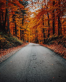 concrete road in forest, plant, tree, tarmac, asphalt, hungary HD wallpaper