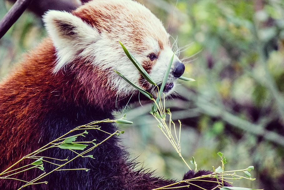 red panda during daytime, one animal, animal themes, mammal, animal wildlife HD wallpaper