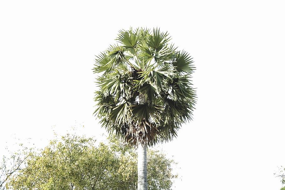 tree, green, summer, vibe, sky, plant, palm tree, tropical climate HD wallpaper