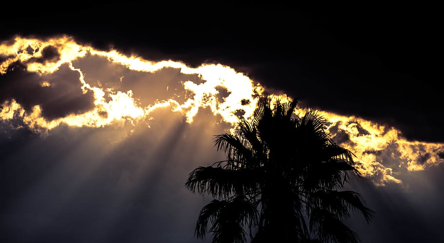 palms, palm tree, sunset, sunshower, ray, rays, light beams HD wallpaper