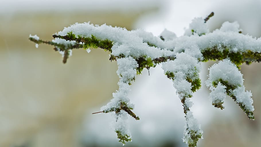 snow, snowfall, snowy, winter, snowflake, branch, cold temperature HD wallpaper