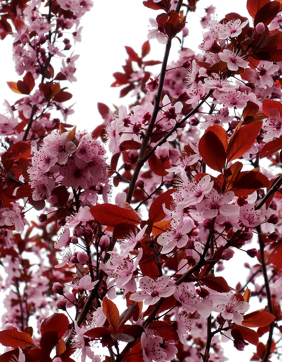 spring, flowering tree, pink, cherry, the heyday of the, nature HD wallpaper