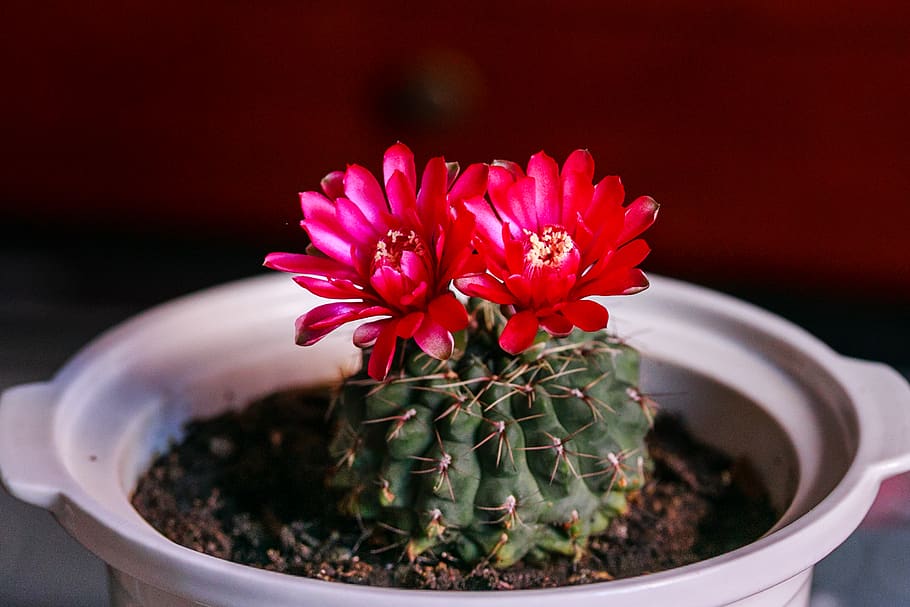 Red Flowered Cactus Plant in White Ceramic Pot, blooming, bright HD wallpaper