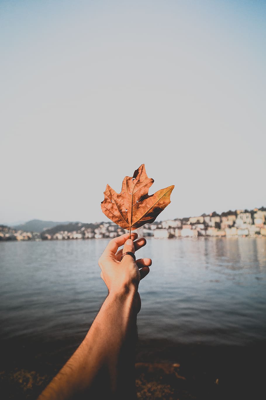 Person Holding Dried Leaf over Body of Water, blurred background HD wallpaper