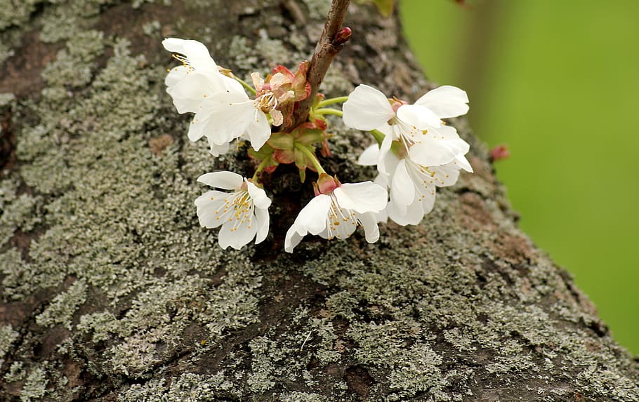 flowering trees, spring, cherry, white flowers, figure, nature HD wallpaper