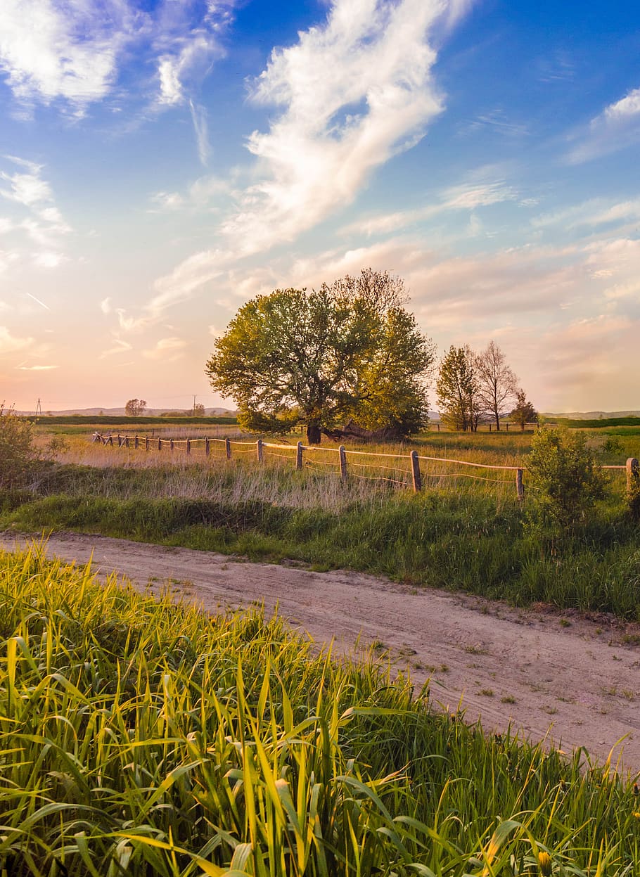 green grass field and trees, nature, outdoors, grassland, countryside HD wallpaper