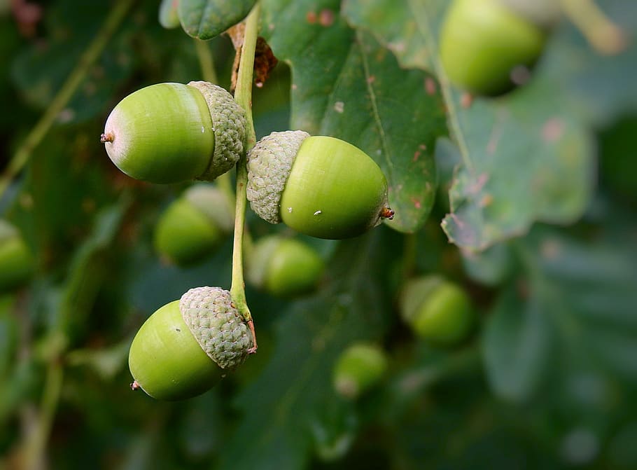 acorns, tree, oak, green, forest, green color, growth, food and drink HD wallpaper