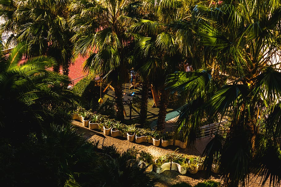 russia, sochi, tree, plant, growth, palm tree, tropical climate HD wallpaper