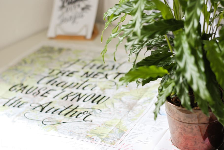 green indoor plant beside printed quote, text, handwriting, calligraphy