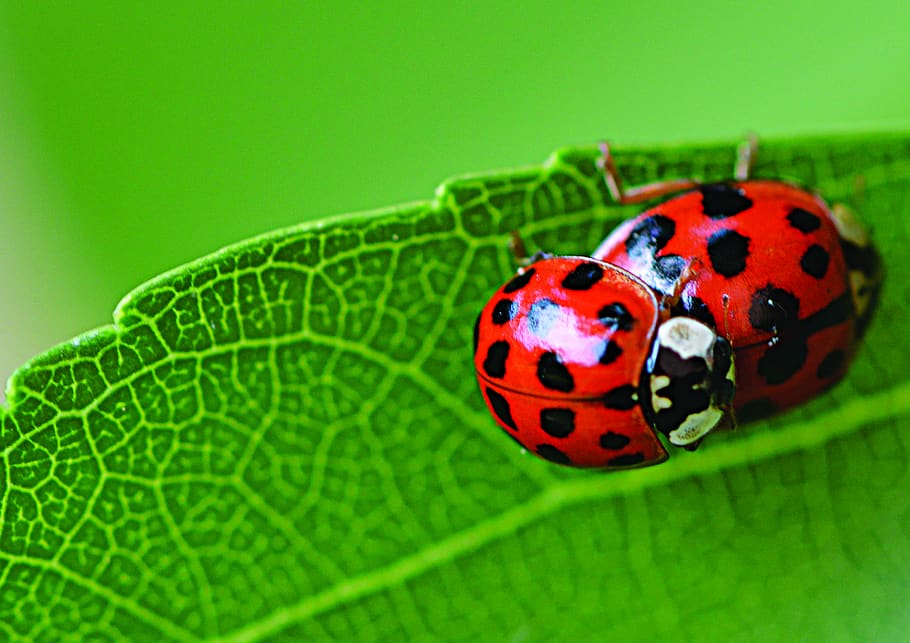 insects, ladybug, leaf, plant part, animal wildlife, animal themes HD wallpaper