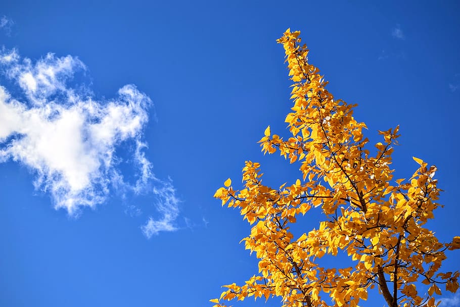 blue, sky, clouds, yellow, leaves, trees, nature, fall, autumn HD wallpaper
