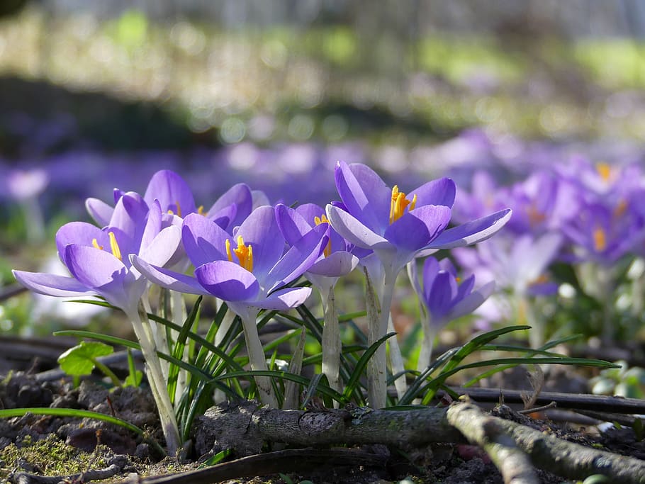 flowers, crocus, spring, nature, purple, bloom, harbinger of spring HD wallpaper
