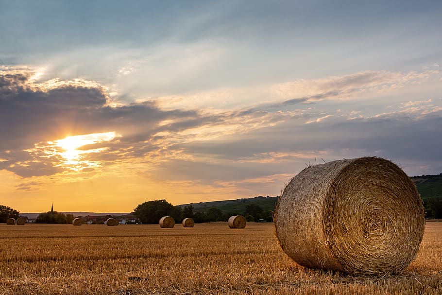 landscape, summer, sunset, straw, rheinhessen, stadecken-elsheim HD wallpaper