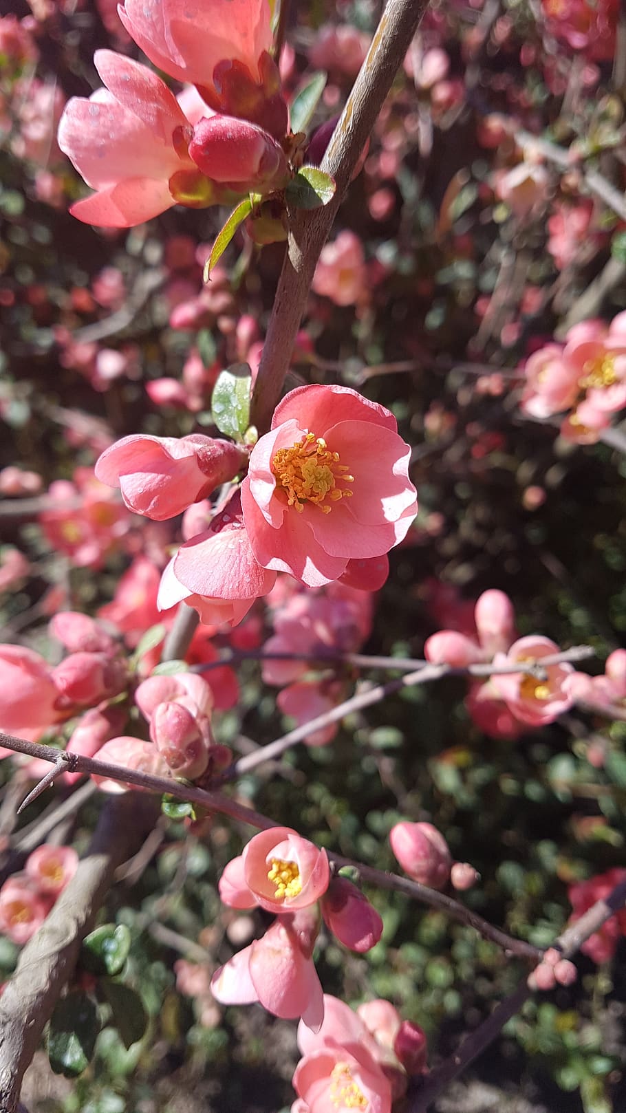april, pink, flower, spring, flourished, nature, flowers, flowering plant HD wallpaper