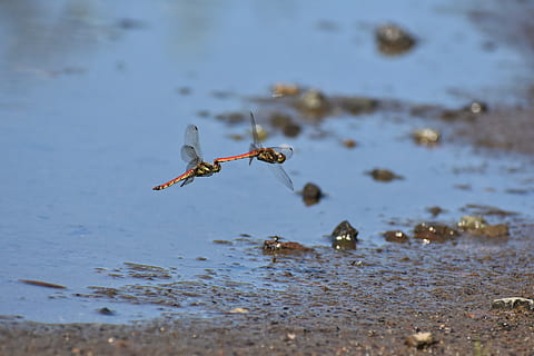 natural, landscape, pond, waterside, insect, dragonfly, red dragonfly HD wallpaper