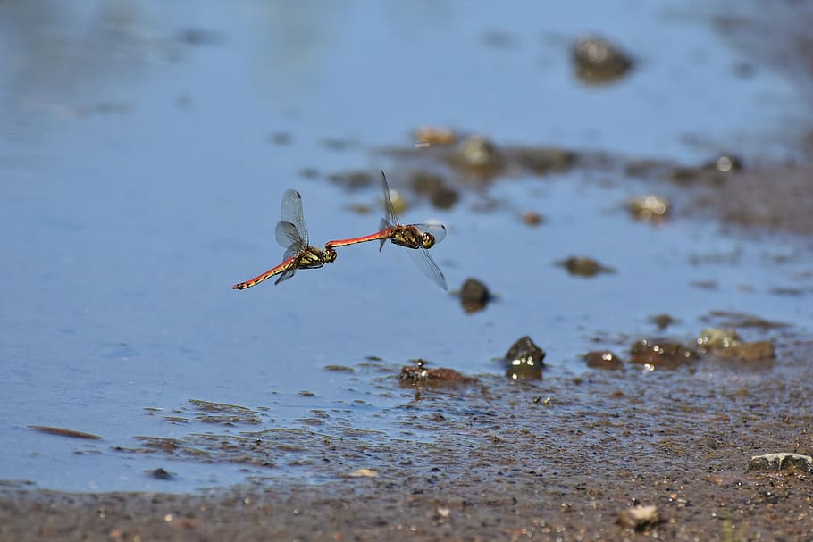 natural, landscape, pond, waterside, insect, dragonfly, red dragonfly HD wallpaper