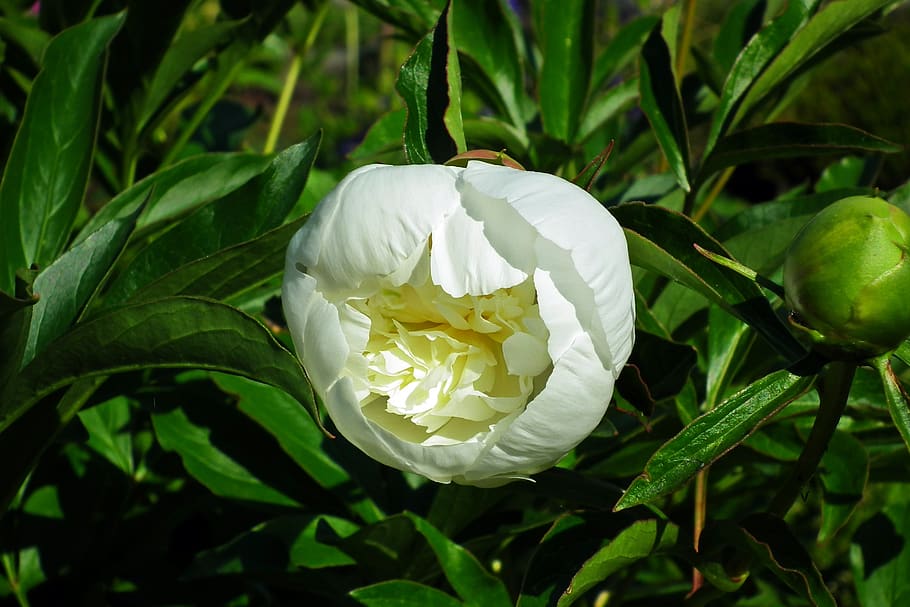 flower, peony, white, spring, nature, plant, flowering plant HD wallpaper