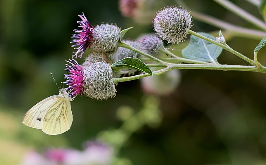 white, burdock, forest, nature, butterfly, atmospheric, flower HD wallpaper