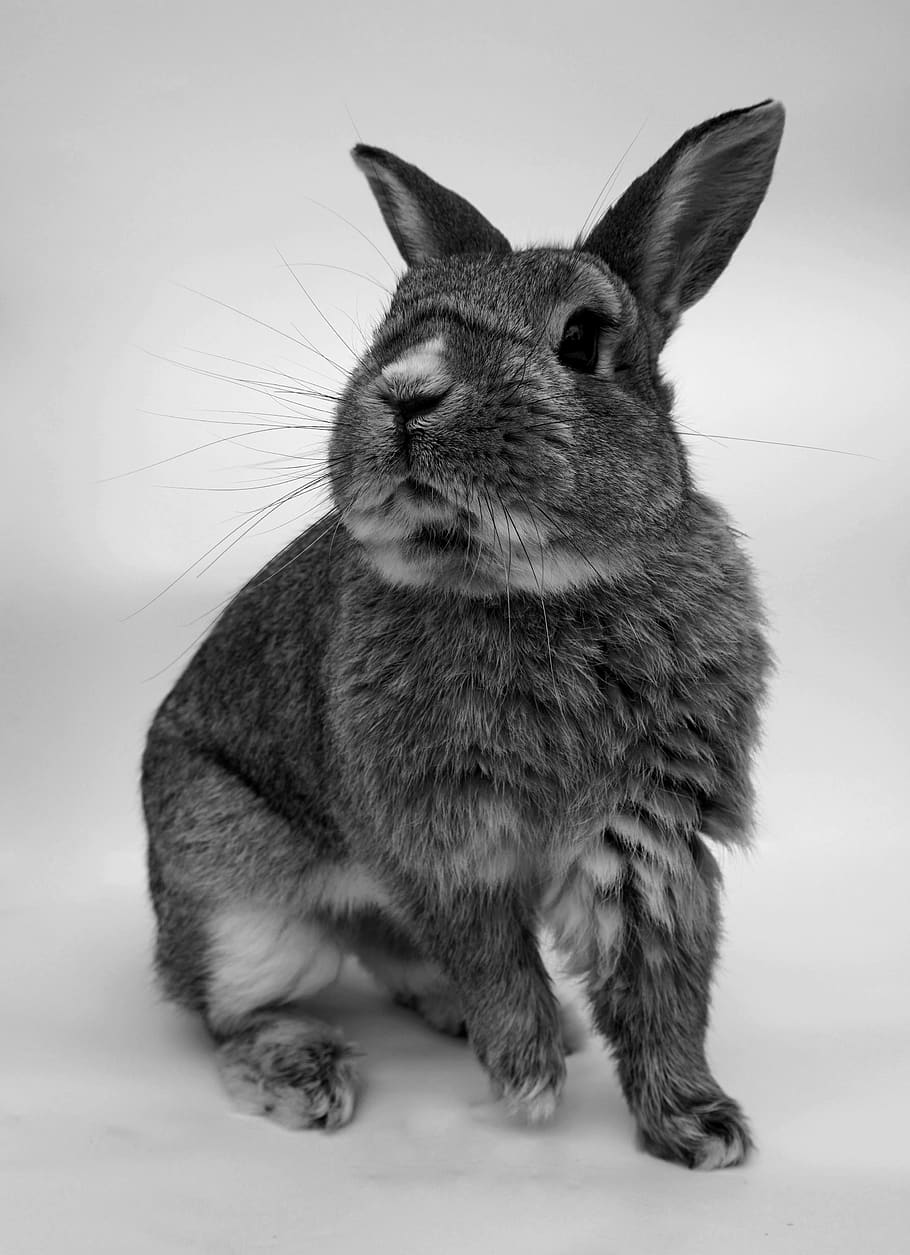 rabbit, cute, portrait, rodent, small, animal world, pet, black and white HD wallpaper