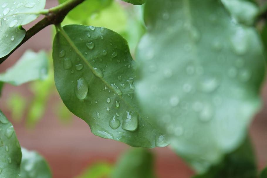 leaf, green, nature, maple, leaves, plant, vegetation, foliage HD wallpaper