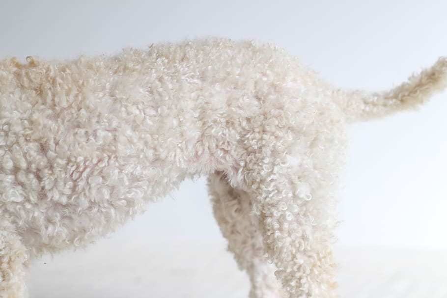 long-coated white dog, poodle, animal, pet, mammal, canine, rug HD wallpaper